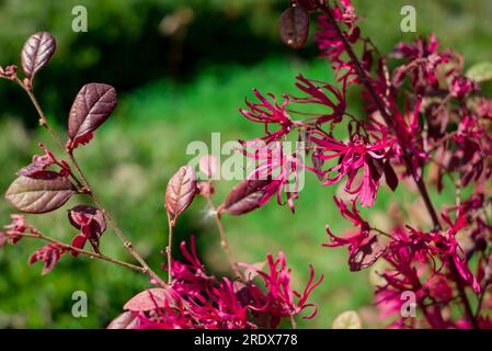 beautiful natural background with summer flowers Stock Photo