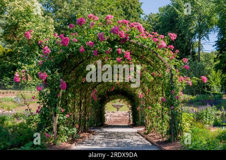 beautiful natural background in summer garden Stock Photo