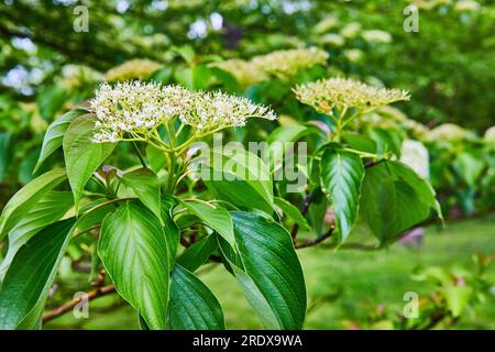 Budding Walter Dogwood plant with blurred garden background in summer Stock Photo