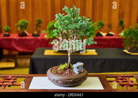 Cypress bonsai tree in clay pot with small red and black pebbles resting on Asian style table Stock Photo