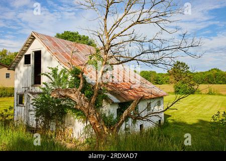 Dead tree next to white abandoned country house with decay and overgrowth Stock Photo
