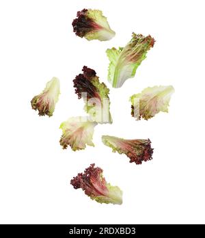 Many oakleaf lettuce leaves falling on white background Stock Photo