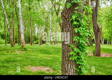 Virginia Creeper plant growing up Oak or Maple tree trunk in park with River Birch Stock Photo