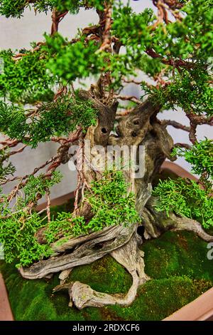 Hinoki Cypress bonsai tree with holes in trunk and gnarly roots growing into bed of green moss Stock Photo