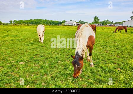 Three grazing horses in grassy enclosure with yellow primrose flowers and distant stables Stock Photo