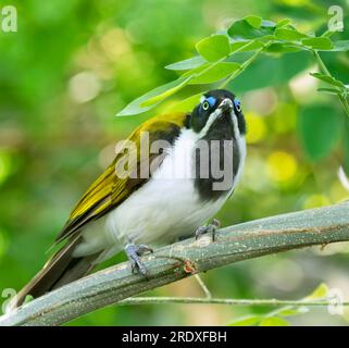 The blue-faced honeyeater (Entomyzon cyanotis) close up Stock Photo