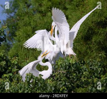 Great egret (Ardea alba) feeding fledglings in a tree, Houston area ...