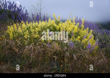 Full bloom yellow and purple lupins in a foggy morning at Garrapata State Park. Stock Photo