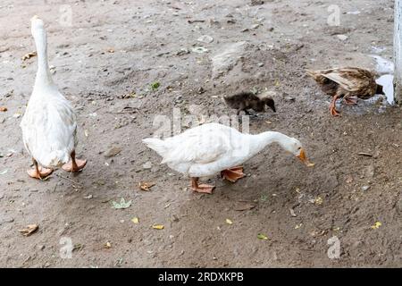 Geese and ducks free range birds at aviary Stock Photo