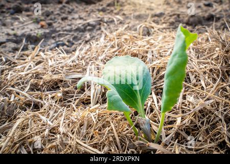 Young seedlings of white cabbage grow in a garden bed, the soil is mulched with dry grass Stock Photo