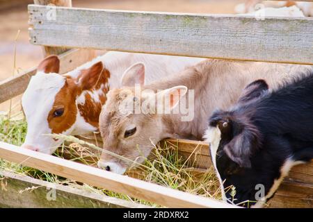 The young calves are munching on hay inside the barn at the ranch. Stock Photo