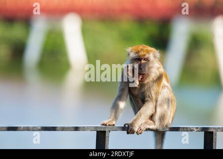 A long-tailed macaque grooms himself on the ballustrade of Sunrise Gateway in front of Serangoon Reservoir and Lor Halus Red Bridge, Singapore Stock Photo