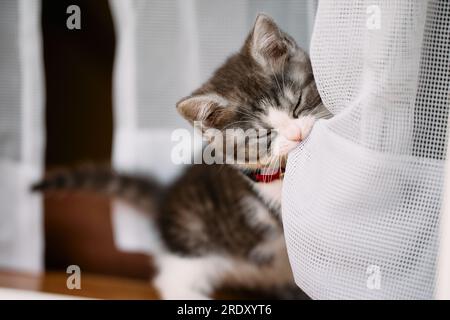 Kitten Playing with Curtain Stock Photo