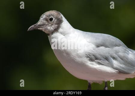 A close up of a black headed gull showing part of its body and head. Taken against a natural darker background Stock Photo