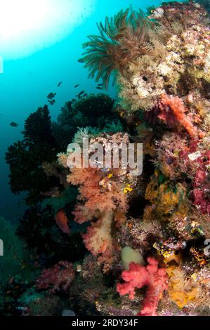 Divaricate Tree Coral, Spongodes sp, and Crinoid, Comatulida Order, with sun in background, Sardine Reef dive site, Dampier Strait, Raja Ampat, West P Stock Photo