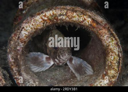 Longfin Grouper, Epinephelus quoyanus, in pipe, night dive, Cendana Pearl Farm fuel dock, Waigeo Island, Raja Ampat, West Papua, Indonesia Stock Photo