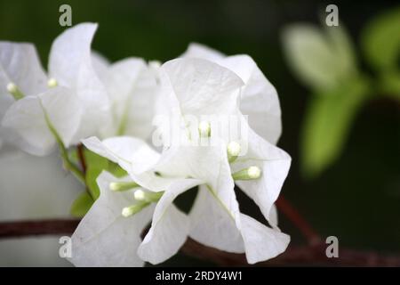 Bougainvillea 'Miss Alice' (Bougainvillea glabra) cultivar with white bracts : (pix Sanjiv Shukla) Stock Photo