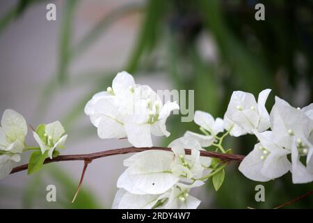 Bougainvillea 'Miss Alice' (Bougainvillea glabra) cultivar with white bracts : (pix Sanjiv Shukla) Stock Photo