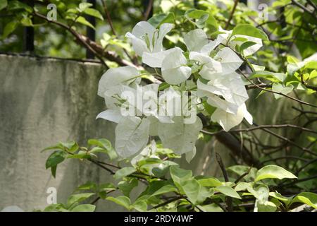 Bougainvillea 'Miss Alice' (Bougainvillea glabra) cultivar with white bracts : (pix Sanjiv Shukla) Stock Photo