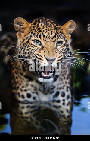 Close portrait of an adult angry leopard in water on a dark background Stock Photo