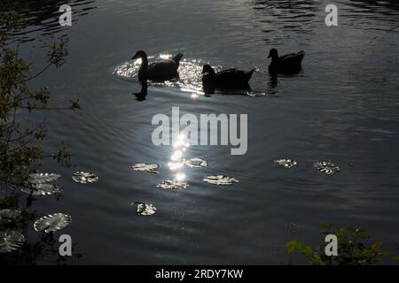 Just past Sandford Lock on the Thames, we see this serene composition of ducks, reflections and lily pads. It's early morning, and I'm on my daily wal Stock Photo