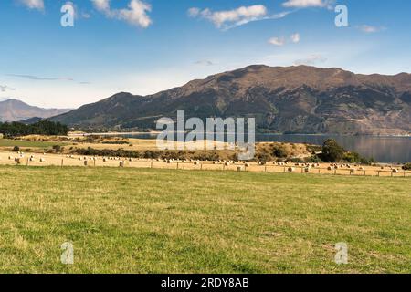 Agricultural rural farming fields and pasture on the shore of Lake Hawea Stock Photo