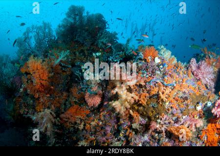 Divaricate Tree Coral, Spongodes sp, against sun with small fish, Four Kings dive site, Wayil Island, near Wayilbatan Island, Raja Ampat, West Papua, Stock Photo