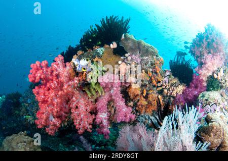 Divaricate Tree Coral, Spongodes sp, and Crinoids, Comatulida Order, with sun in background with small fish, Four Kings dive site, Wayil Island, near Stock Photo