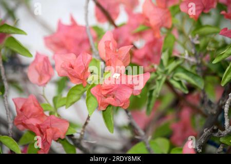 Bougainvillea 'Rosenka' (Bougainvillea glabra) cultivar with Tulip pink bracts : (pix Sanjiv Shukla) Stock Photo