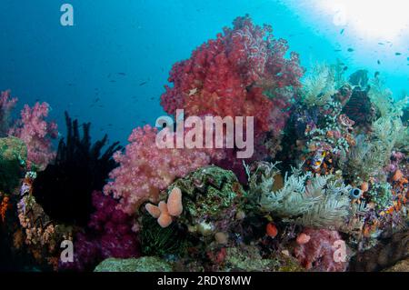 Divaricate Tree Coral, Spongodes sp, Hydroids, Hydrozoa Class, and Crinoid, Comatulida Order, with sun in background with small fish, Four Kings dive Stock Photo