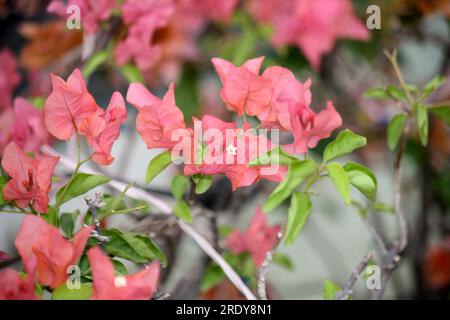 Bougainvillea 'Rosenka' (Bougainvillea glabra) cultivar with Tulip pink bracts : (pix Sanjiv Shukla) Stock Photo