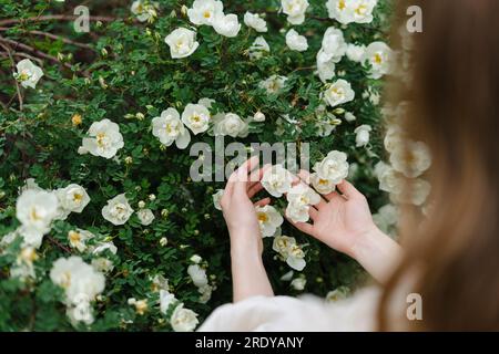 Cropped image of woman touching white flowers blooming on bush Stock Photo