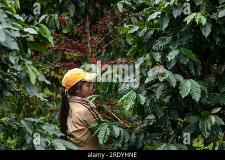 Pakse, Laos - October 27, 2010: Unidentified Laos girl picking coffee berries on a plant in a coffee farm. Champasak. Stock Photo
