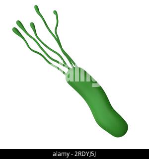 Helicobacter pylori bacteria 3d render realistic medicine icon for logo isolated with clipping path. Microbiology health human illustration Stock Photo