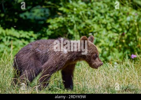 The brown bear Photographed in Transfagarasan, Romania. A place that became famous for the large number of bears. Stock Photo