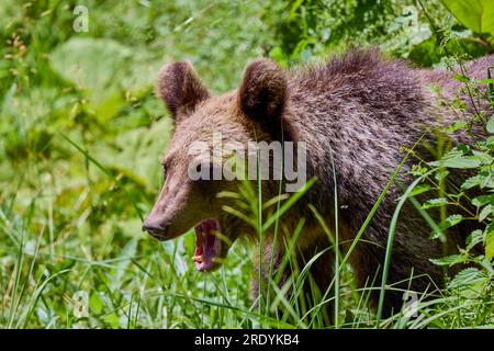 The brown bear Photographed in Transfagarasan, Romania. A place that became famous for the large number of bears. Stock Photo