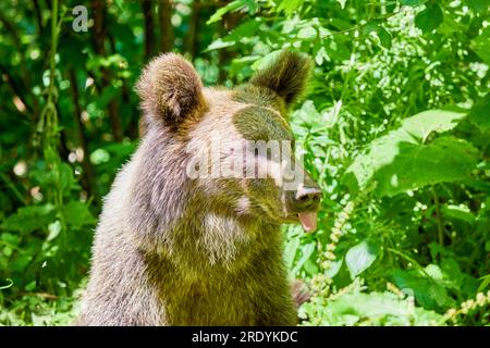 The brown bear Photographed in Transfagarasan, Romania. A place that became famous for the large number of bears. Stock Photo