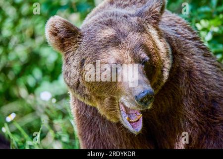 The brown bear Photographed in Transfagarasan, Romania. A place that became famous for the large number of bears. Stock Photo