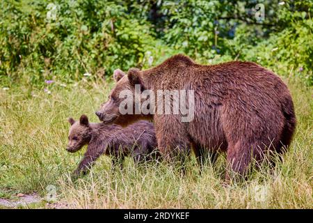 The brown bear Photographed in Transfagarasan, Romania. A place that became famous for the large number of bears. Stock Photo