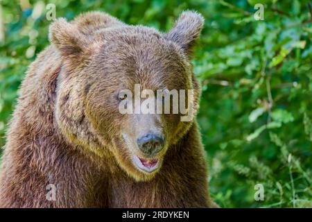 The brown bear Photographed in Transfagarasan, Romania. A place that became famous for the large number of bears. Stock Photo