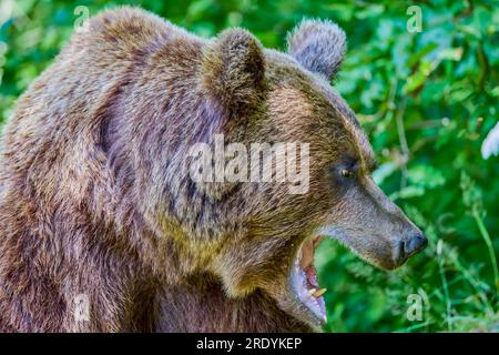 The brown bear Photographed in Transfagarasan, Romania. A place that became famous for the large number of bears. Stock Photo