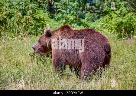 The brown bear Photographed in Transfagarasan, Romania. A place that became famous for the large number of bears. Stock Photo