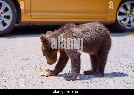 The brown bear Photographed in Transfagarasan, Romania. A place that became famous for the large number of bears. Stock Photo