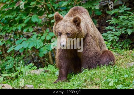 The brown bear Photographed in Transfagarasan, Romania. A place that became famous for the large number of bears. Stock Photo