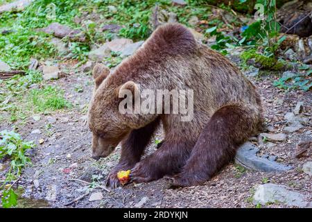 The brown bear Photographed in Transfagarasan, Romania. A place that became famous for the large number of bears. Stock Photo