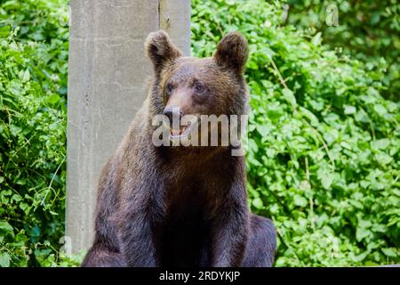 The brown bear Photographed in Transfagarasan, Romania. A place that became famous for the large number of bears. Stock Photo