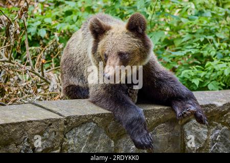 The brown bear Photographed in Transfagarasan, Romania. A place that became famous for the large number of bears. Stock Photo