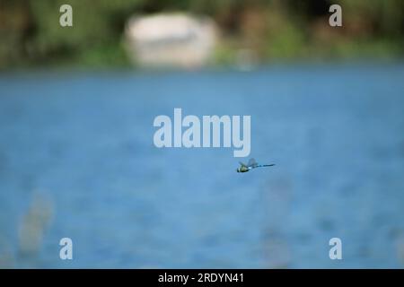 Blue dragonfly fly in nature. Blurred blue sea background. Selective focus on blue dragonfly. Stock Photo