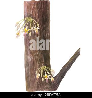 Watercolor illustration of cocoa brown tree trunk and tree flowers. Isolated hand drawn illustration. Suitable for packaging design, menu Stock Photo