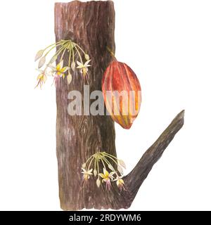 Watercolor illustration of cocoa brown tree trunk, red cocoa fruit and tree flowers. Isolated hand drawn illustration. Suitable for packaging design Stock Photo